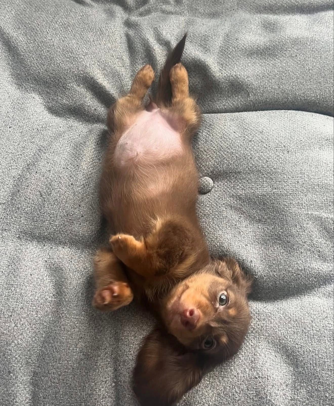 Max – Male Dachshund