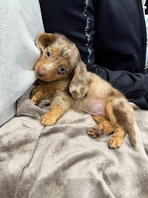 Millie – Female Dachshund