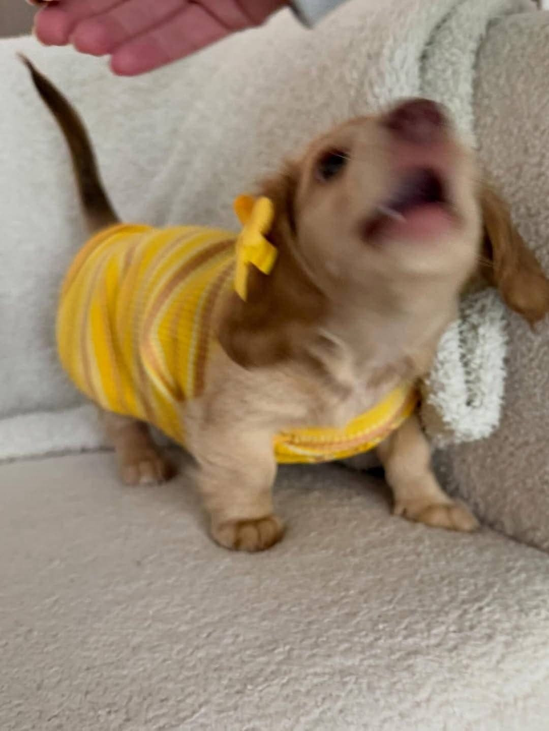 Daisy-Female