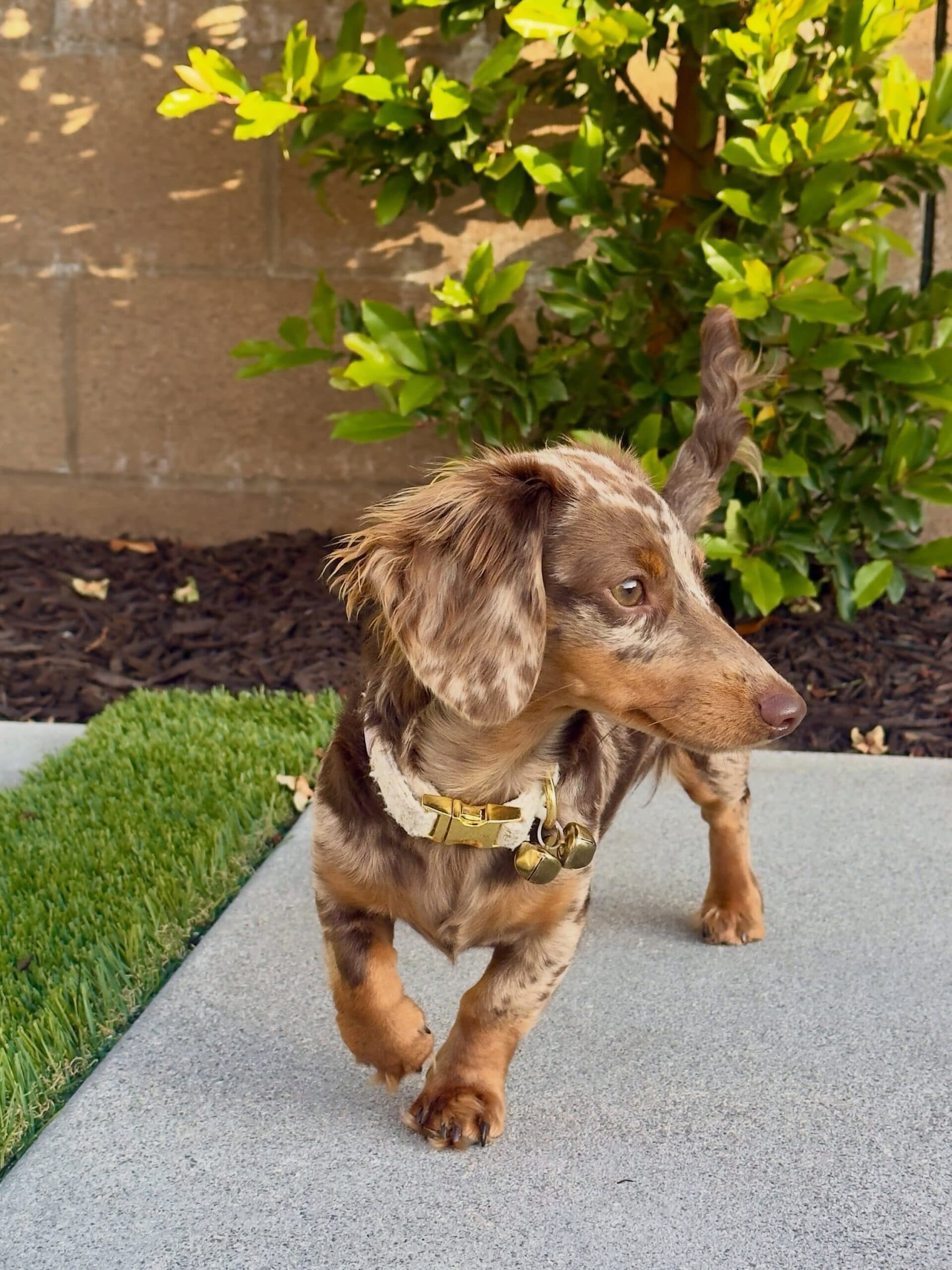 Luna – Female Dachshund Puppy Available
