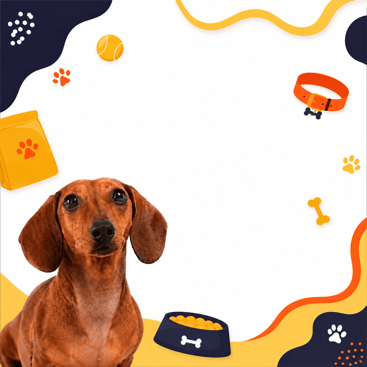 Premium Dachshund accessories