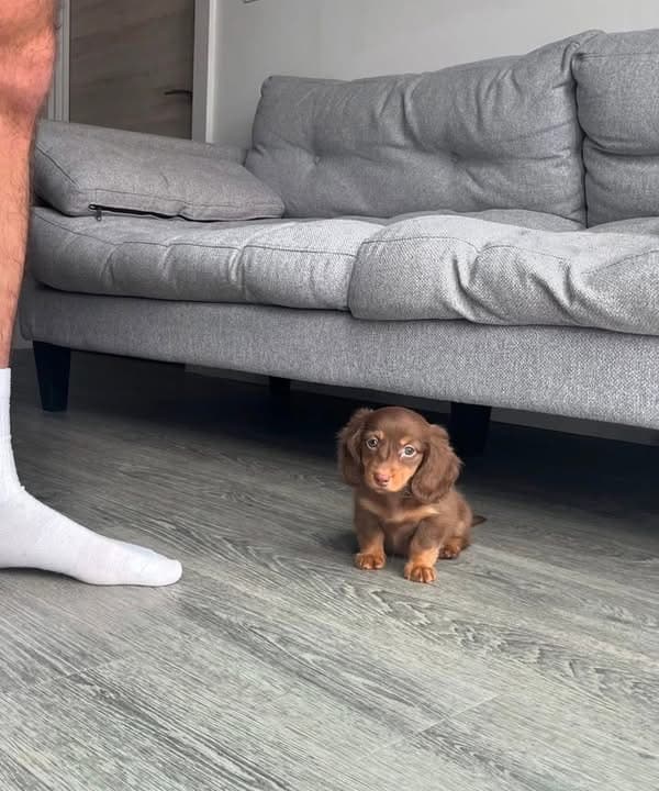 Alternative view of Max – Male Dachshund