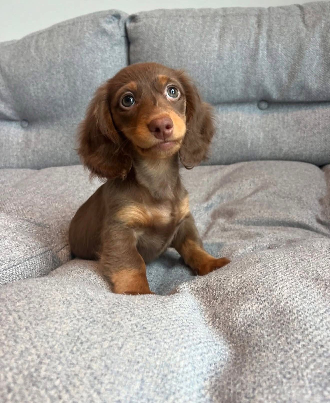 Max – Male Dachshund
