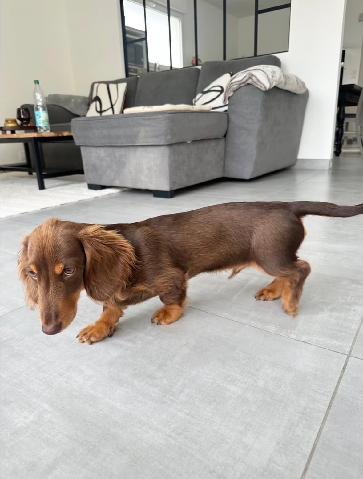 Alternative view of Theo – Male Dachshund Puppy