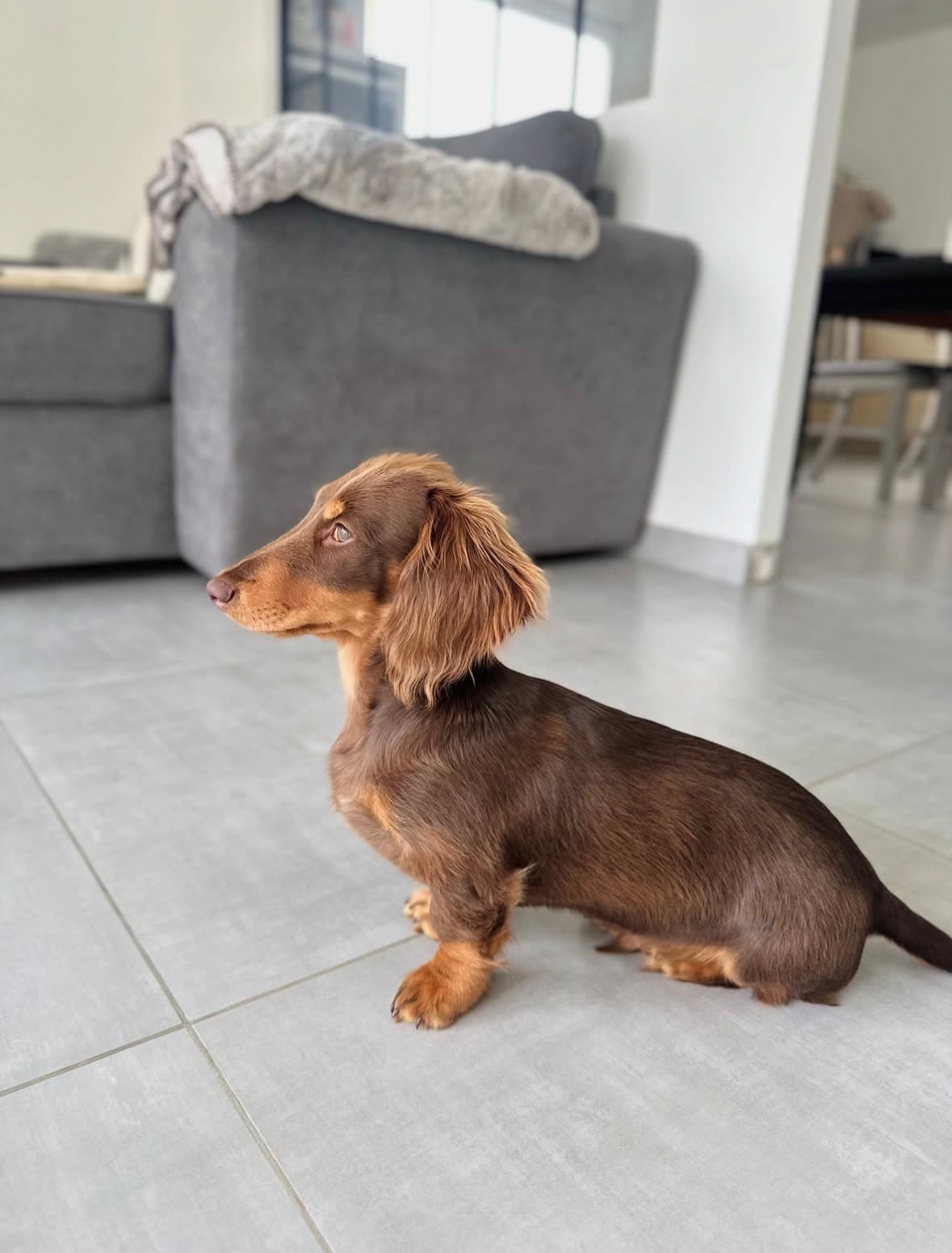 Theo – Male Dachshund Puppy
