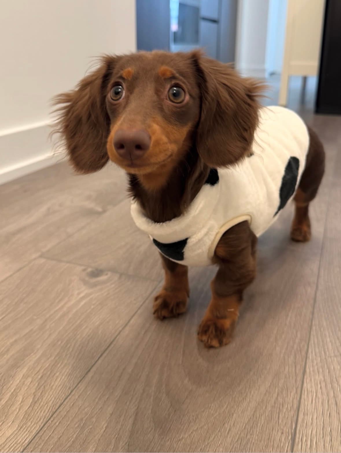 Ziggy – Male Dachshund