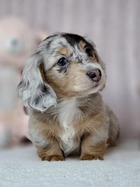 Poppy – Female Dachshund