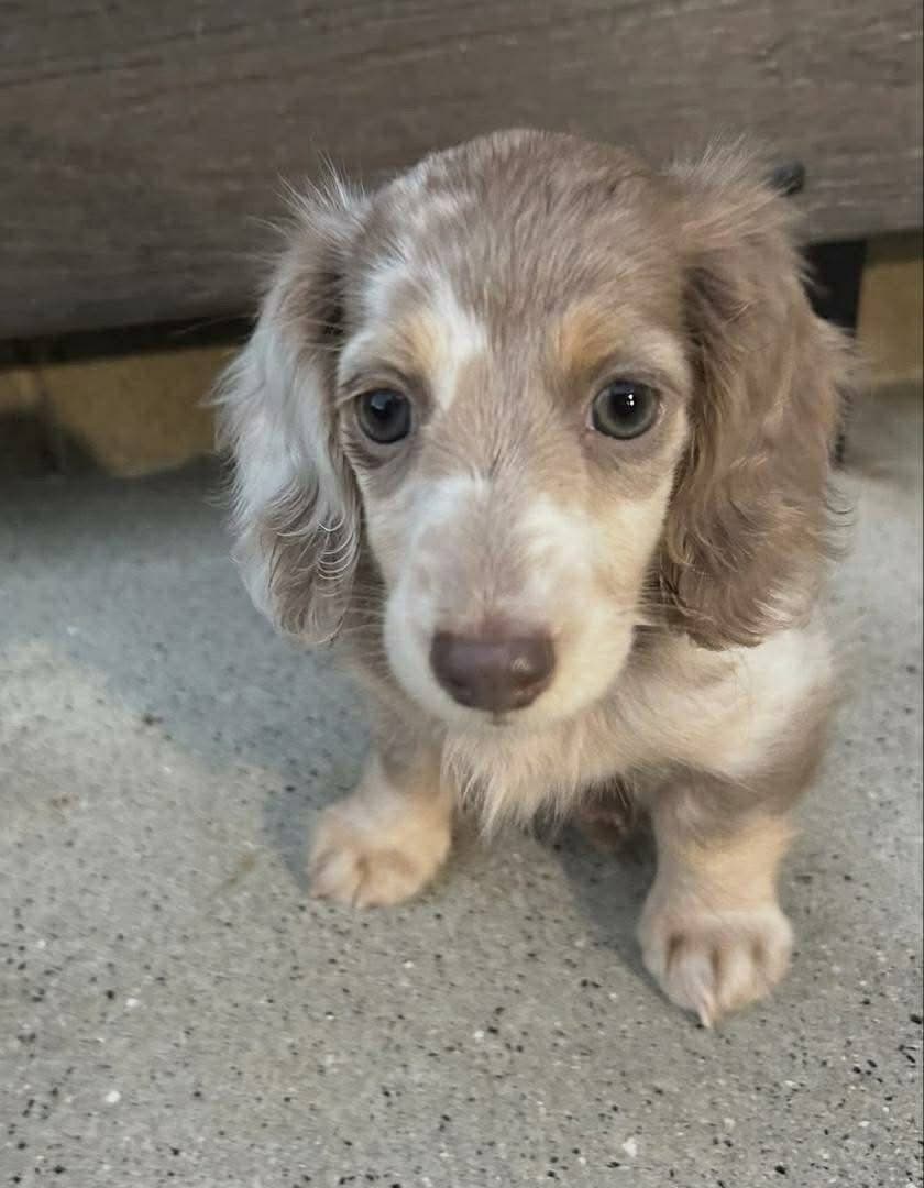 Willow – Female Dachshund