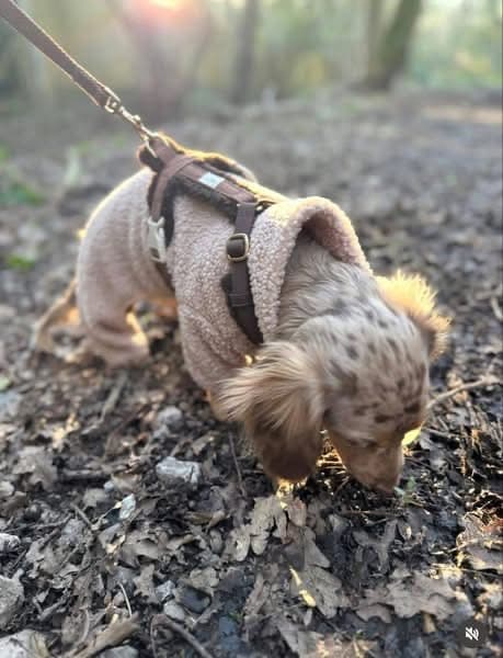 Coco – Female Dachshund Puppy