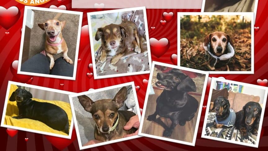 Micky’s Dachshunds raised with love