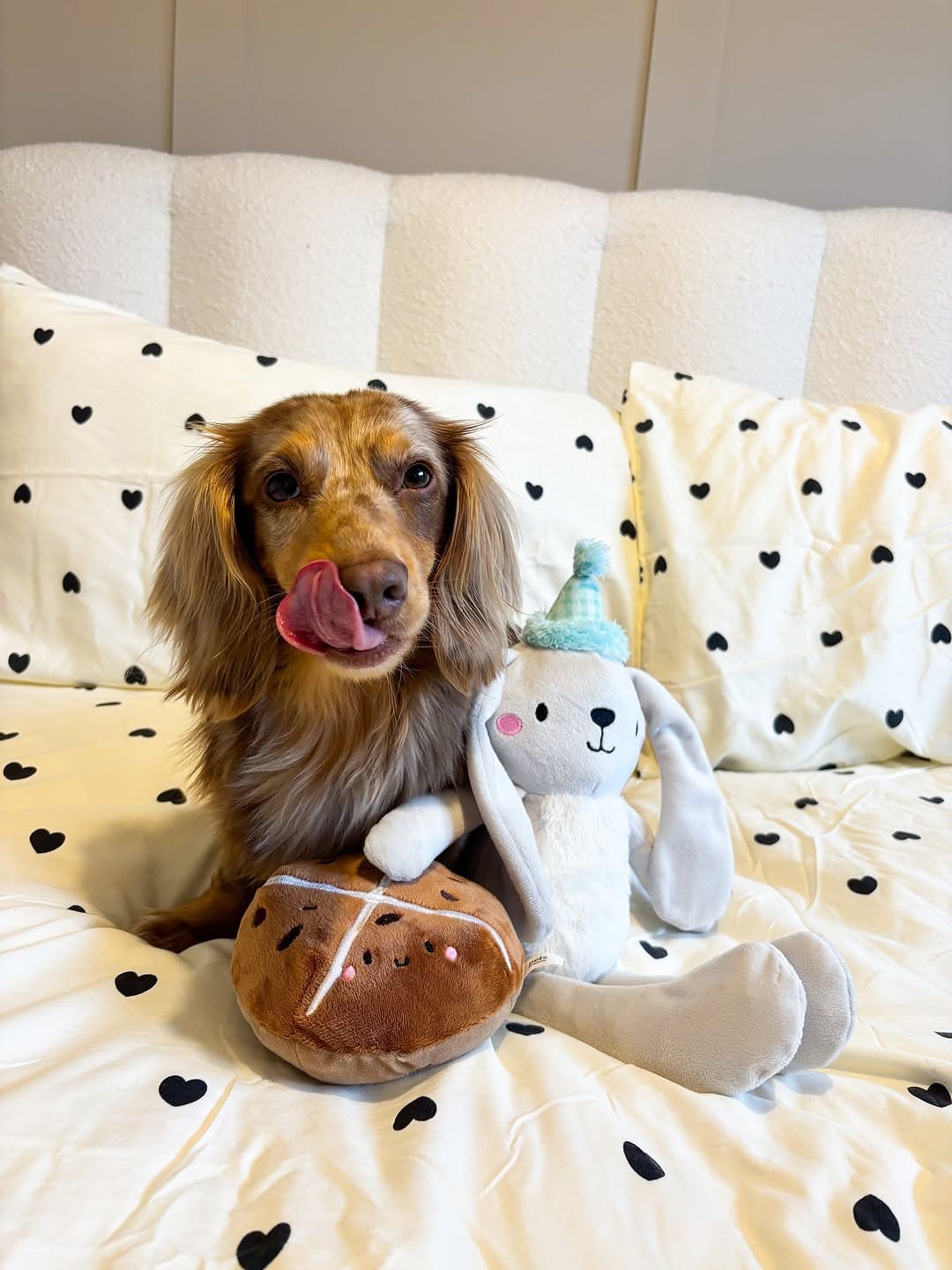 Alternative view of Ruby – Female Dachshund Puppy