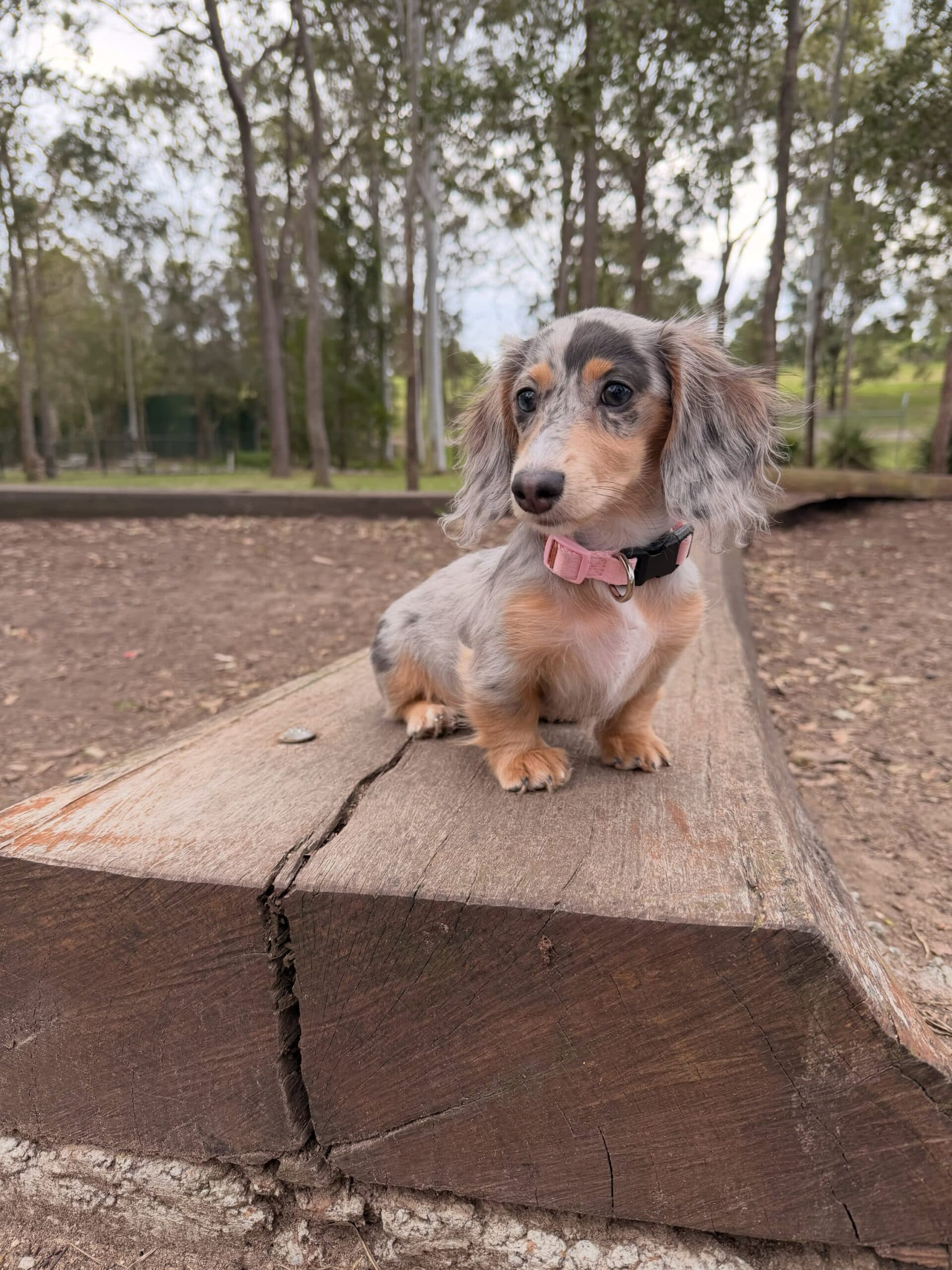Frankie – Male Dachshund Puppy